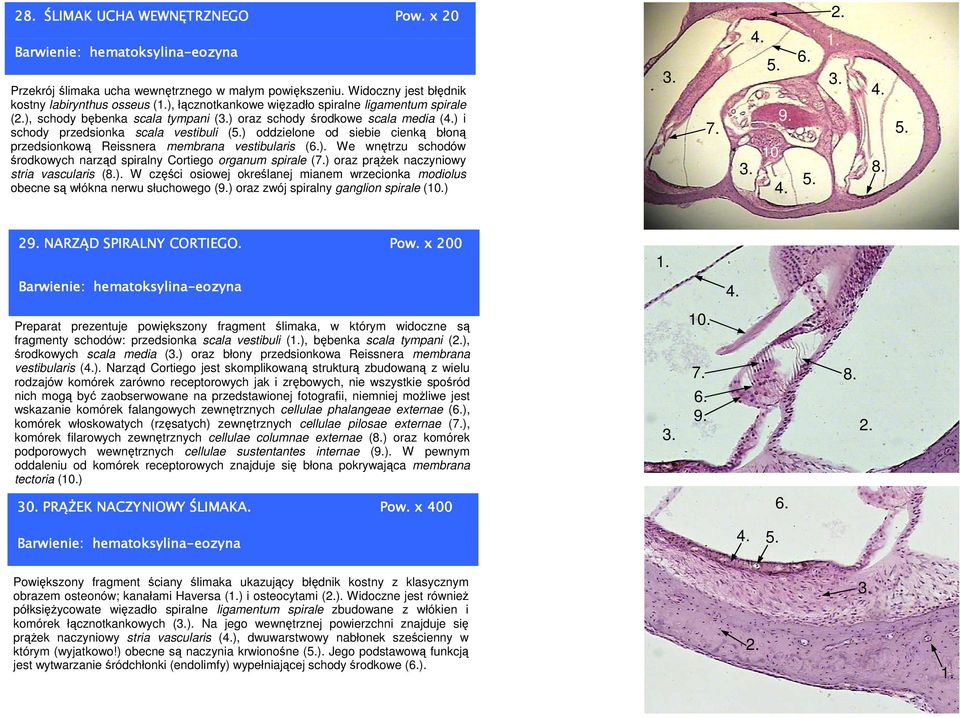 scala vestibuli () oddzielone od siebie cienką błoną przedsionkową Reissnera membrana vestibularis ().