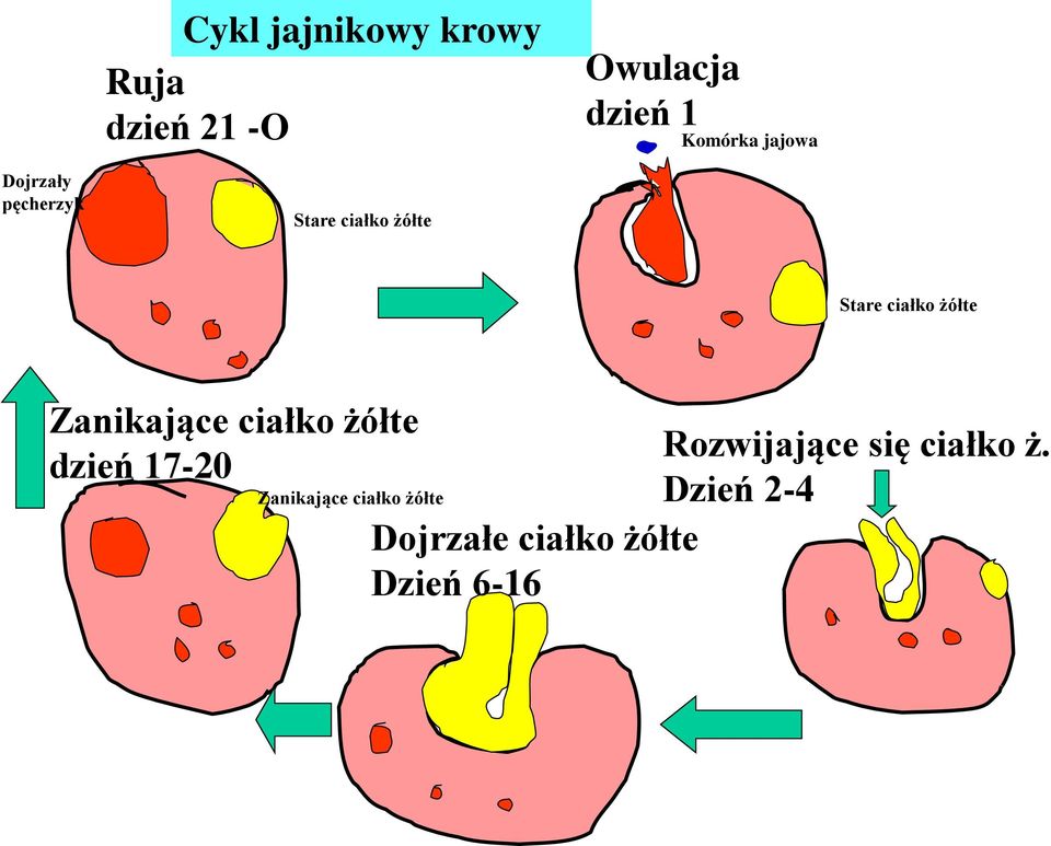 Zanikające ciałko żółte dzień 17-20 Zanikające ciałko żółte