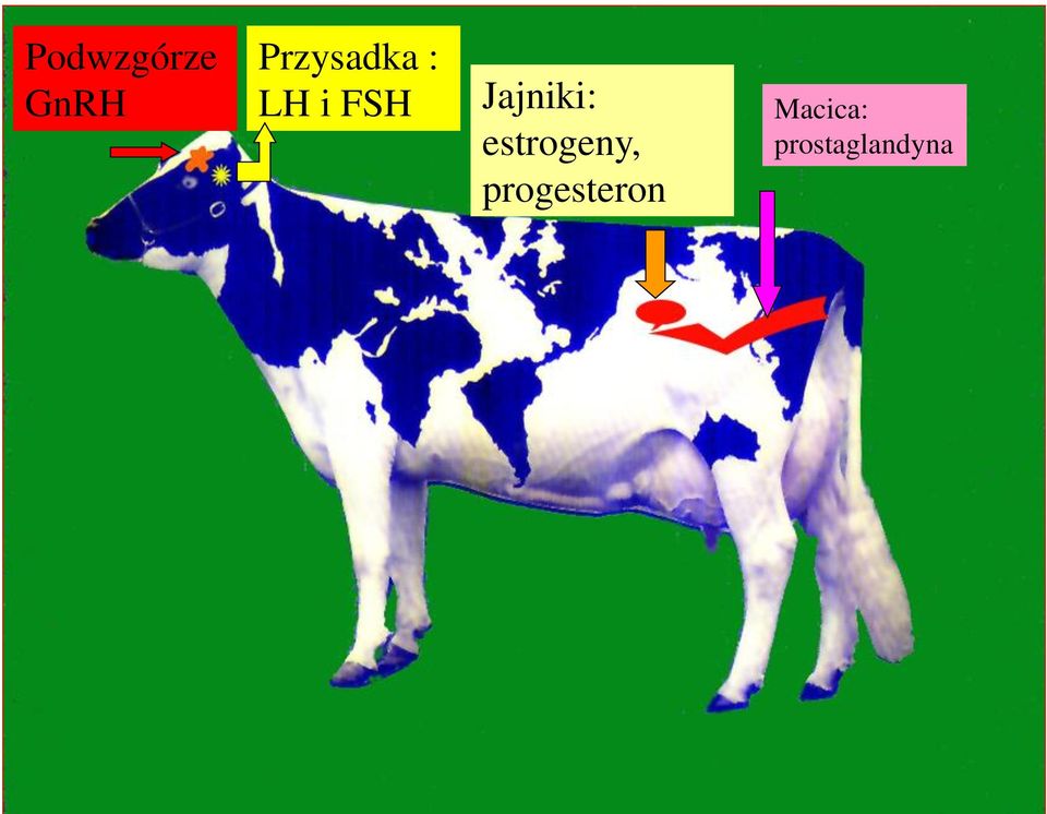 Jajniki: estrogeny,