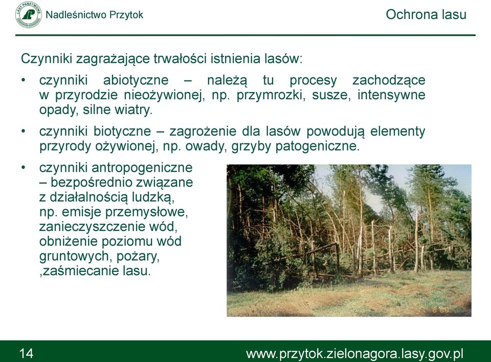 czynniki biotyczne zagrożenie dla lasów powodują elementy przyrody ożywionej, np. owady, grzyby patogeniczne.