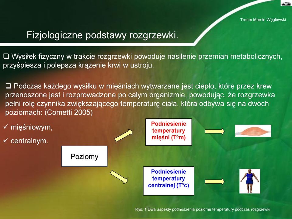 Podczas każdego wysiłku w mięśniach wytwarzane jest ciepło, które przez krew przenoszone jest i rozprowadzone po całym organizmie, powodując, że