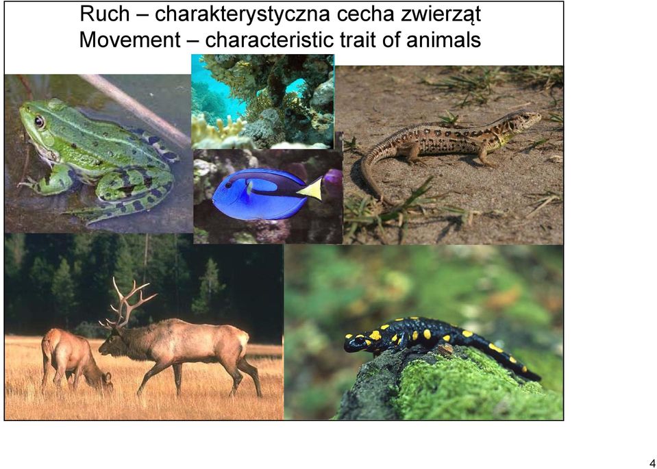cecha zwierząt