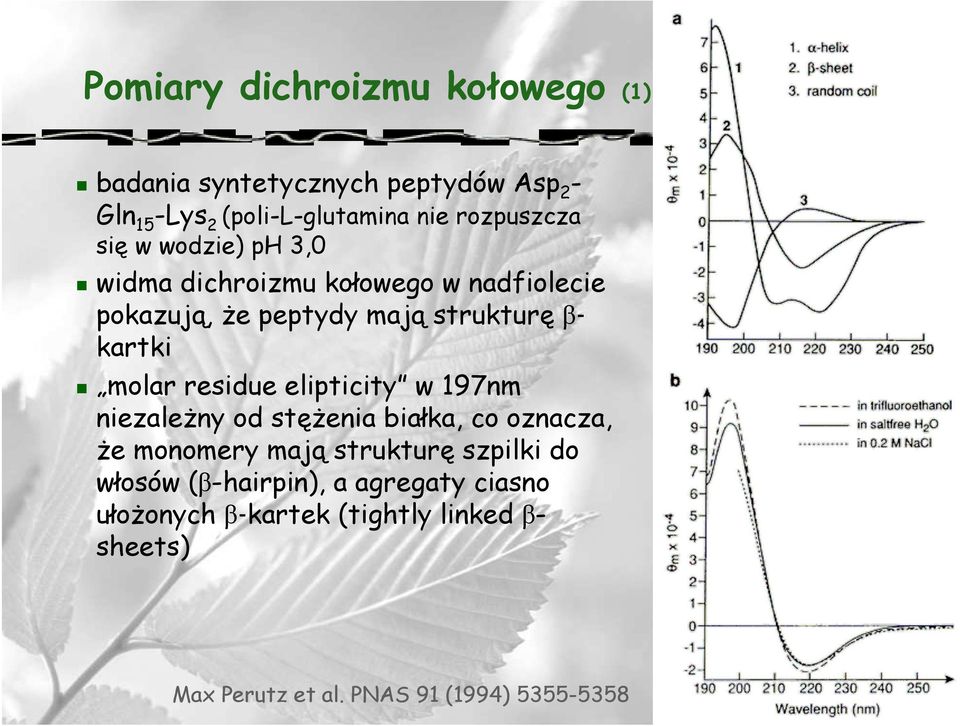 kartki molar residue elipticity w 197nm niezaleŝny od stęŝenia białka, co oznacza, Ŝe monomery mają strukturę