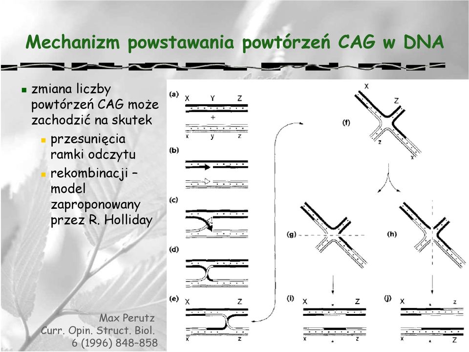 odczytu rekombinacji model zaproponowany przez R.