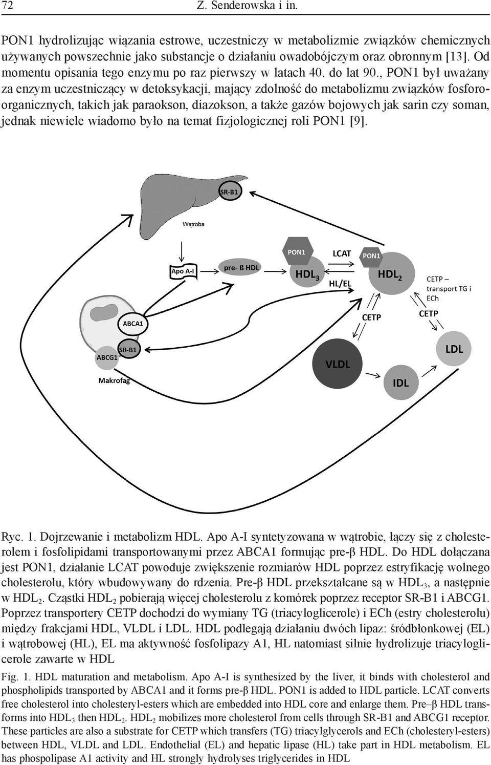 , PON1 był uważany za enzym uczestniczący w detoksykacji, mający zdolność do metabolizmu związków fosforoorganicznych, takich jak paraokson, diazokson, a także gazów bojowych jak sarin czy soman,