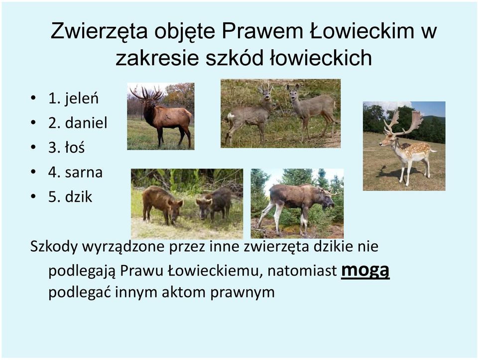 dzik Szkody wyrządzone przez inne zwierzęta dzikie nie