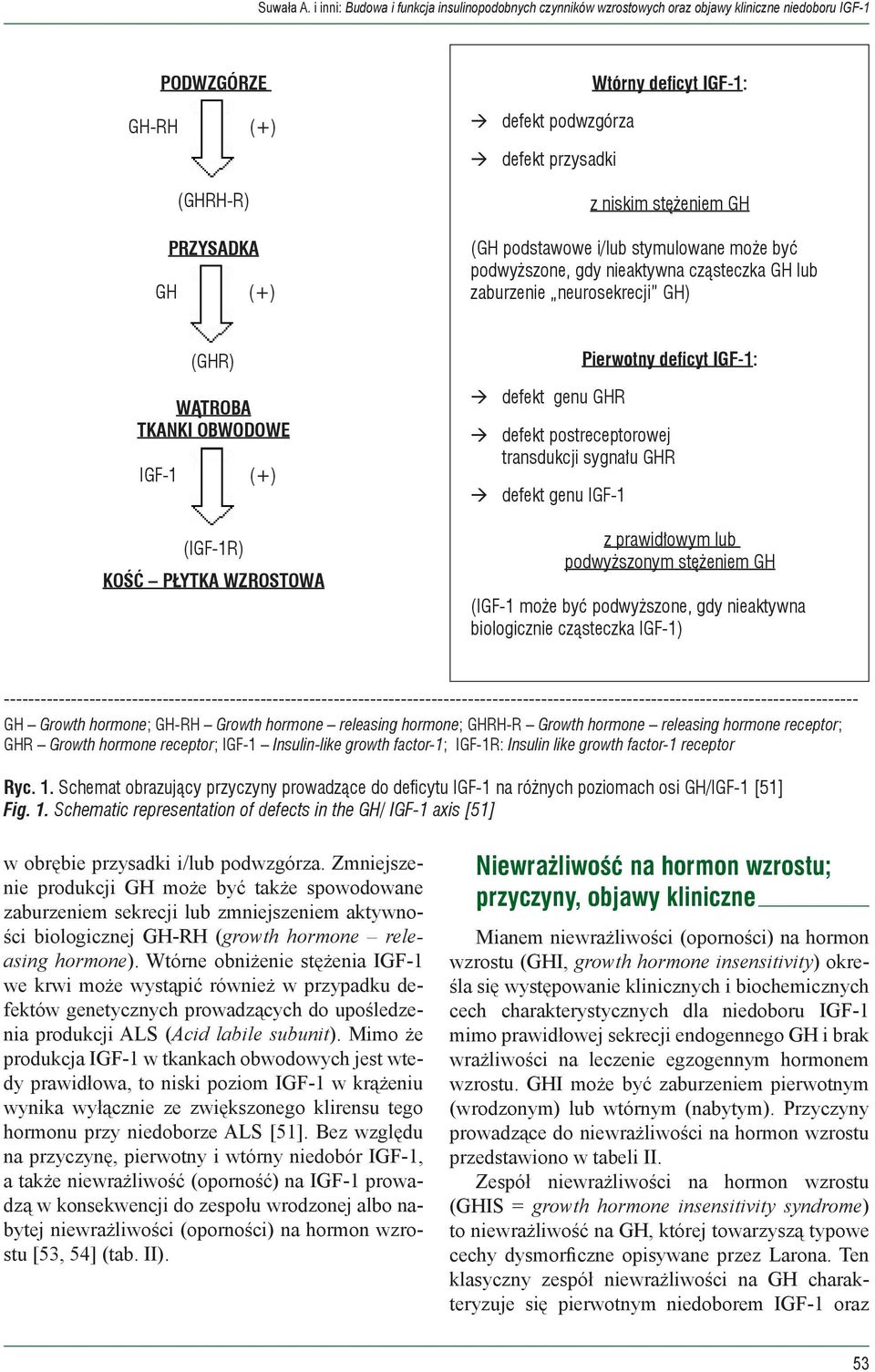 sygnału GHR à defekt genu IGF-1 z prawidłowym lub podwyższonym stężeniem GH (IGF-1 może być podwyższone, gdy nieaktywna biologicznie cząsteczka IGF-1)