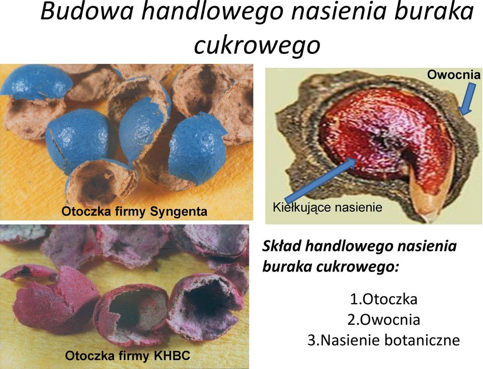 Skład handlowego nasienia buraka cukrowego: