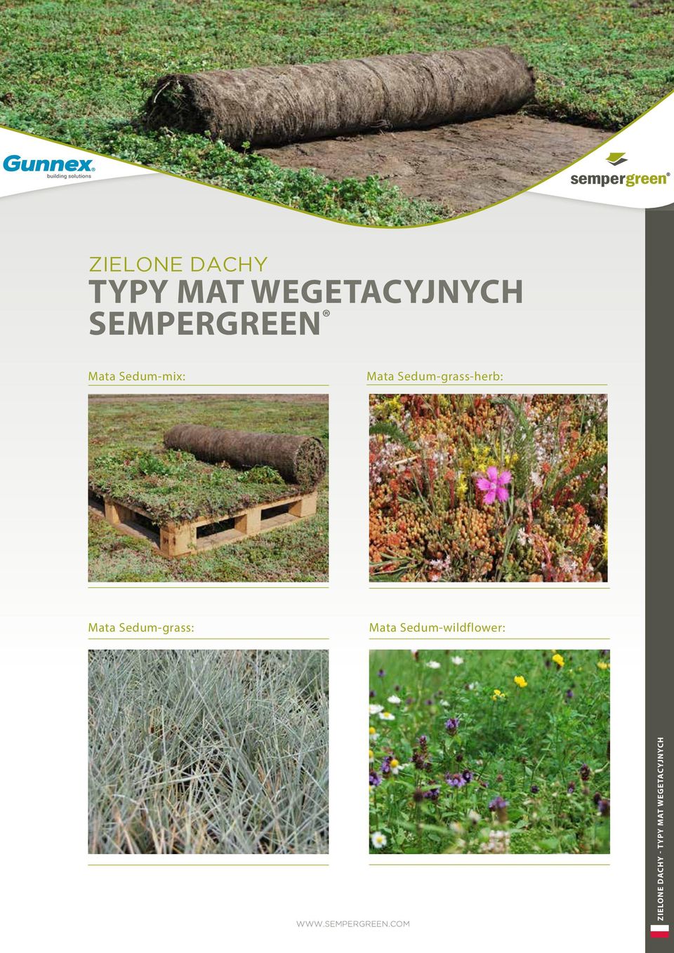 Mata Sedum-grass: Mata Sedum-wildflower: groene