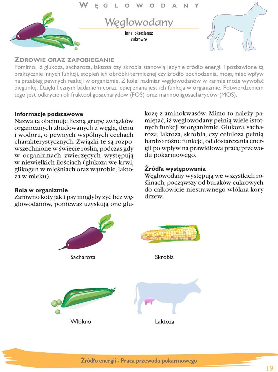 Dzi ki licznym badaniom coraz lepiej znana jest ich funkcja w organizmie. Potwierdzeniem tego jest odkrycie roli fruktooligosacharydów (FS) oraz mannooligosacharydów (MS).