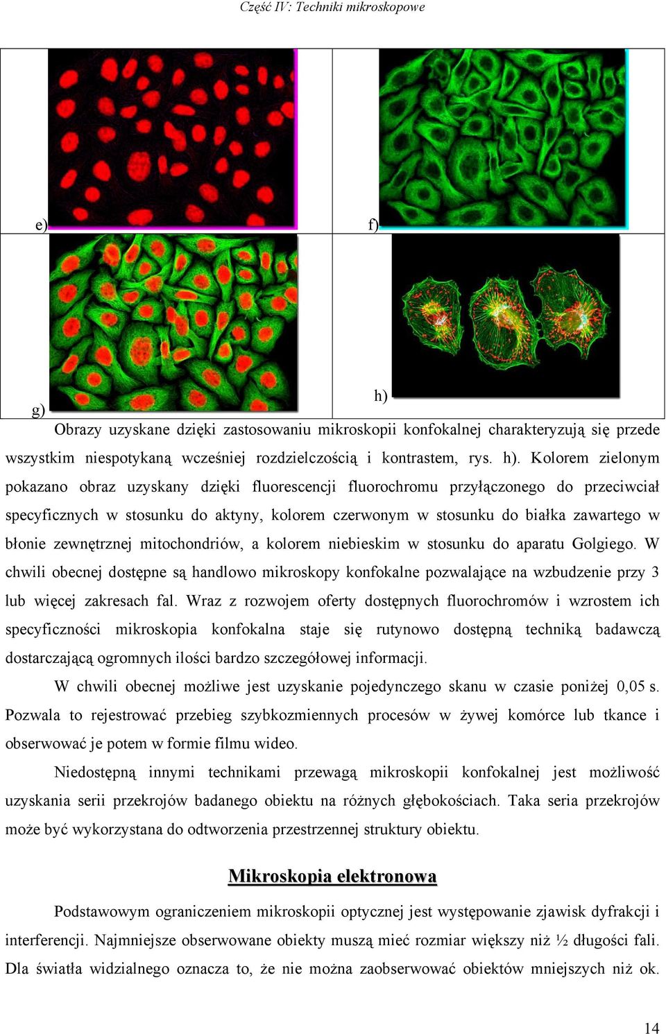 Kolorem zielonym pokazano obraz uzyskany dzięki fluorescencji fluorochromu przyłączonego do przeciwciał specyficznych w stosunku do aktyny, kolorem czerwonym w stosunku do białka zawartego w błonie