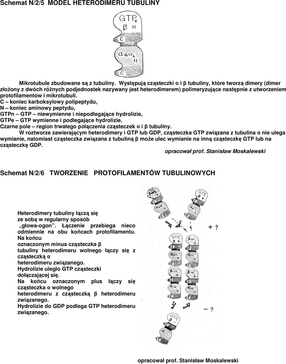 C koniec karboksylowy polipeptydu, N koniec aminowy peptydu, GTPn GTP niewymienne i niepodlegające hydrolizie, GTPe GTP wymienne i podlegające hydrolizie, Czarne pole region trwałego połączenia