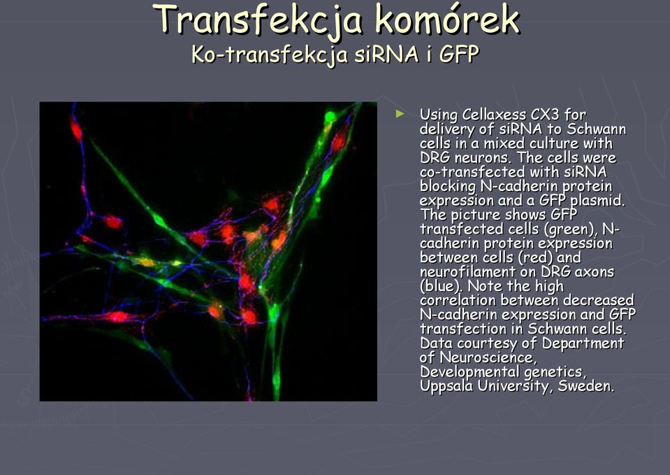 The picture shows GFP transfected cells (green), Ncadherin protein expression between cells (red) and neurofilament on DRG axons (blue).