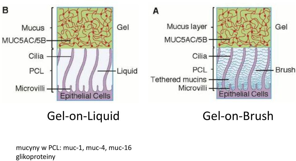 mucyny w PCL: