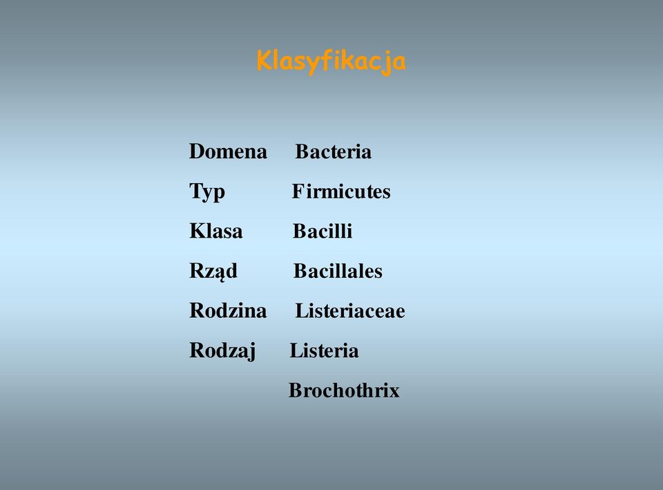Firmicutes Bacilli Bacillales