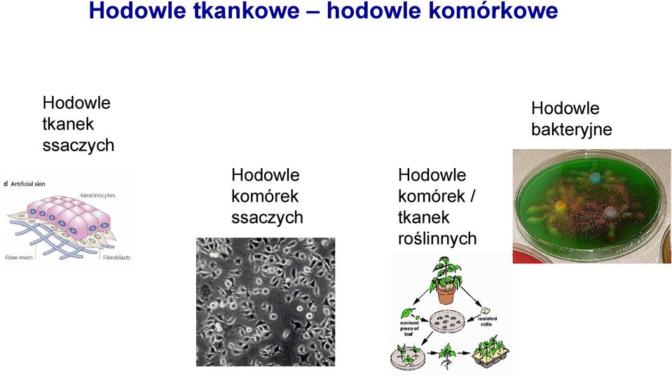 Hodowla tkankowa Zarys historyczny - PDF Free Download