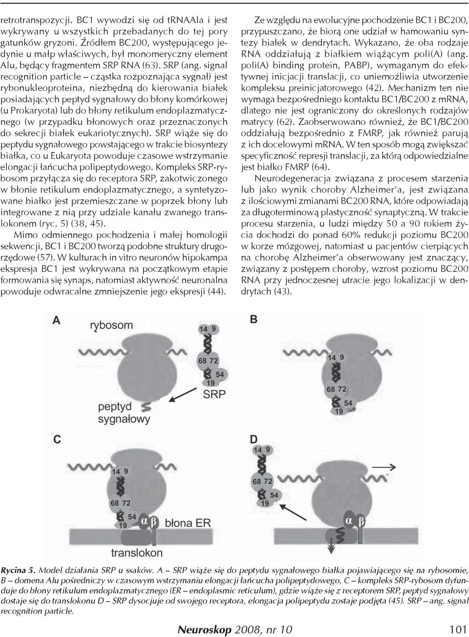 signal recognition particle cząstka rozpoznająca sygnał) jest rybonukleoproteina, niezbędną do kierowania białek posiadających peptyd sygnałowy do błony komórkowej (u Prokaryota) lub do błony