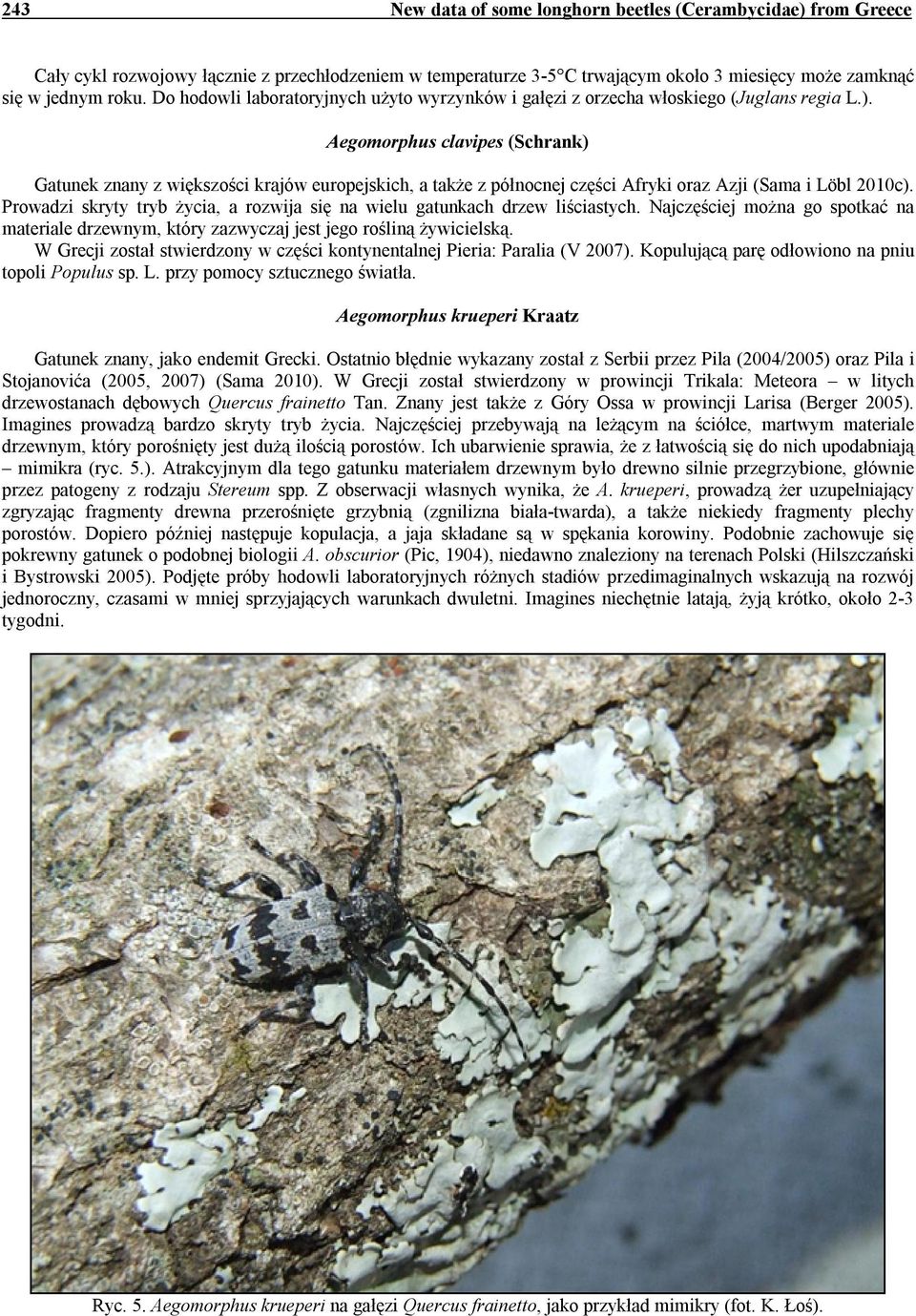 Aegomorphus clavipes (Schrank) Gatunek znany z większości krajów europejskich, a także z północnej części Afryki oraz Azji (Sama i Löbl 2010c).