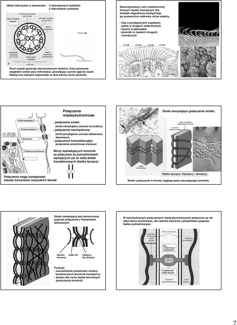 generuje mechanoenzym dyneina, która przesuwa względem siebie pary mikrotubul, powodując czynne zgięcie rzęski. Elastyczna neksyna odpowiada za fazę bierną ruchu (powrót).