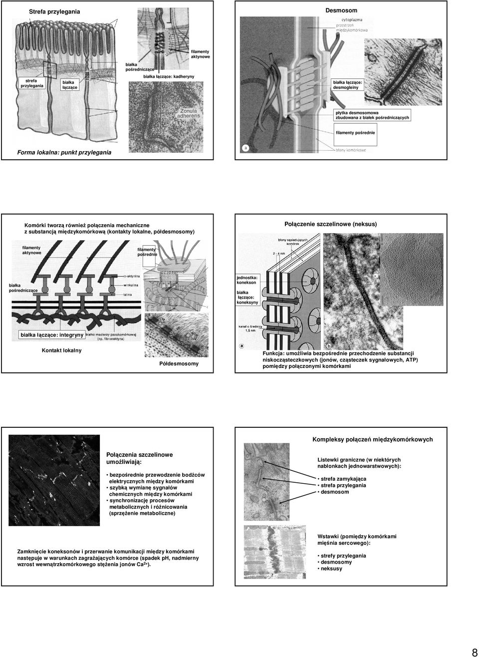 (neksus) filamenty aktynowe filamenty pośrednie białka pośredniczące jednostka: konekson białka łączące: koneksyny białka łączące: integryny Kontakt lokalny Półdesmosomy Funkcja: umożliwia