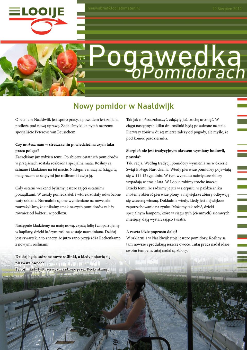 Po zbiorze ostatnich pomidorów w przejściach została rozłożona specjalna mata. Rośliny są ścinane i kładzione na tej macie. Następnie maszyna ściąga tą matę razem ze ściętymi już roślinami i zwija ją.