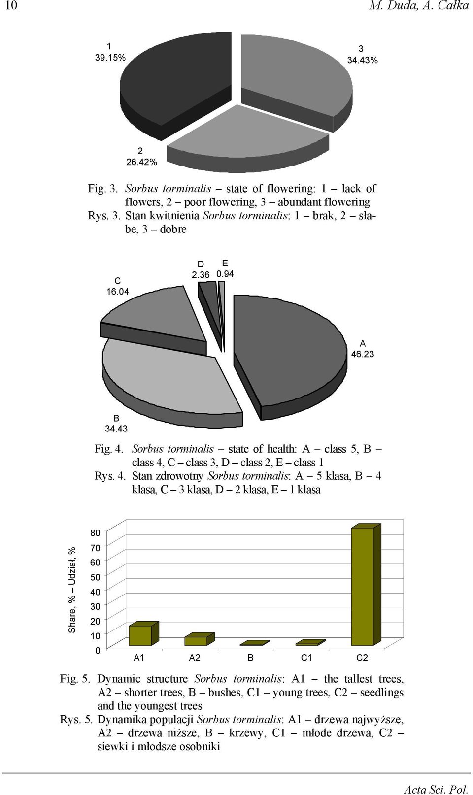 5. Dynamic structure Sorbus torminalis: A1 the tallest trees, A2 shorter trees, B bushes, C1 young trees, C2 seedlings and the youngest trees Rys. 5.