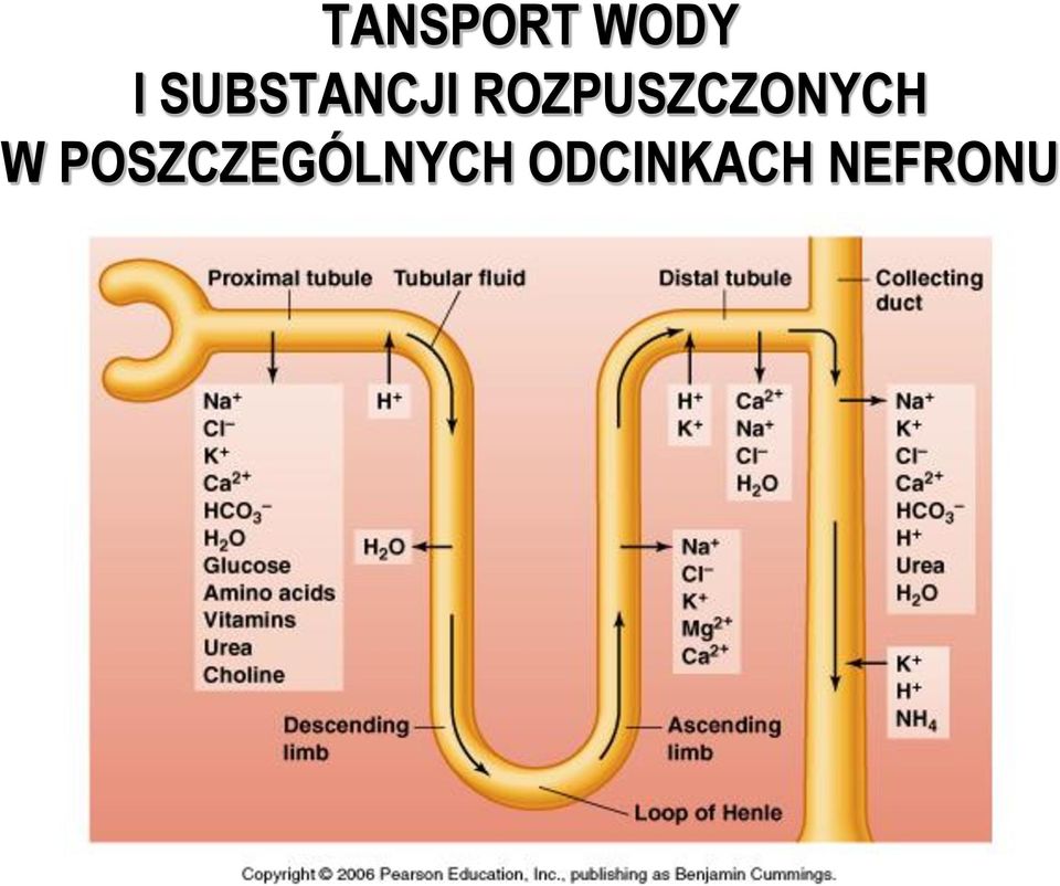 ROZPUSZCZONYCH W