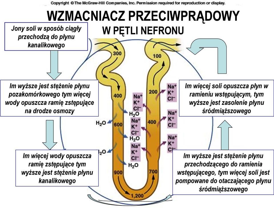 wyższe jest zasolenie płynu śródmiąższowego Im więcej wody opuszcza ramię zstępujące tym wyższe jest stężenie płynu kanalikowego Im