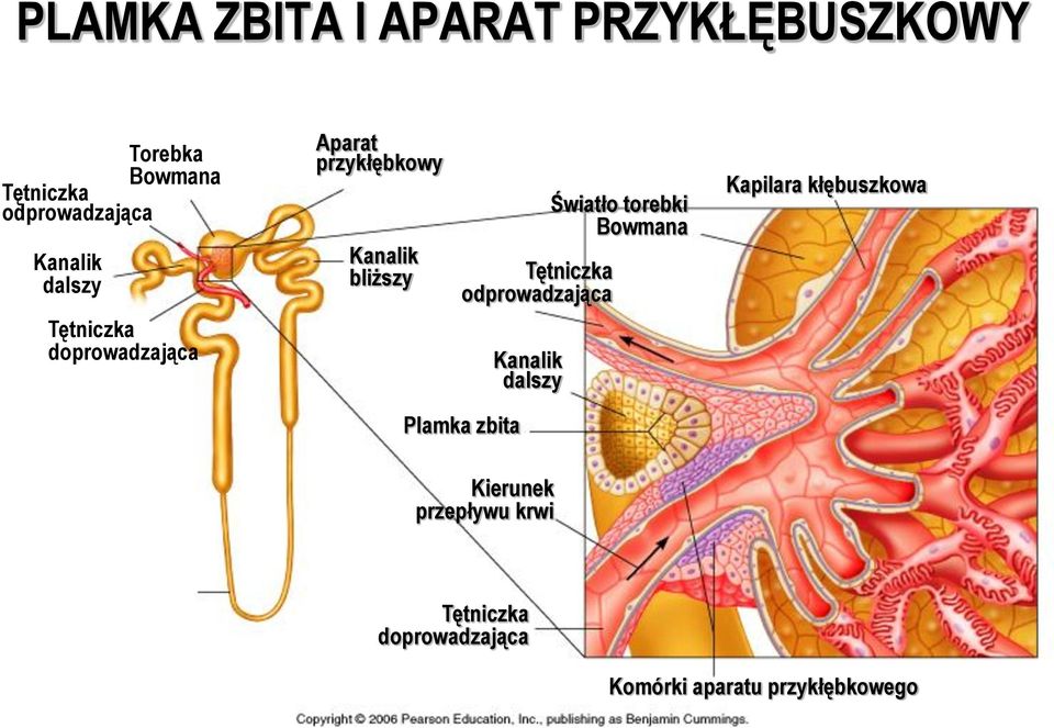 Tętniczka odprowadzająca Kanalik dalszy Światło torebki Bowmana Kapilara