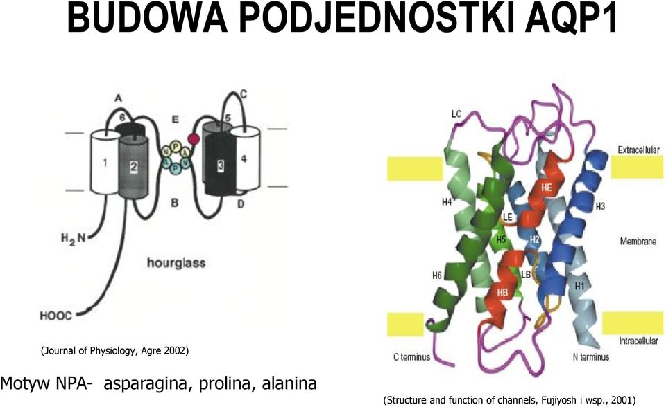 asparagina, prolina, alanina (Structure