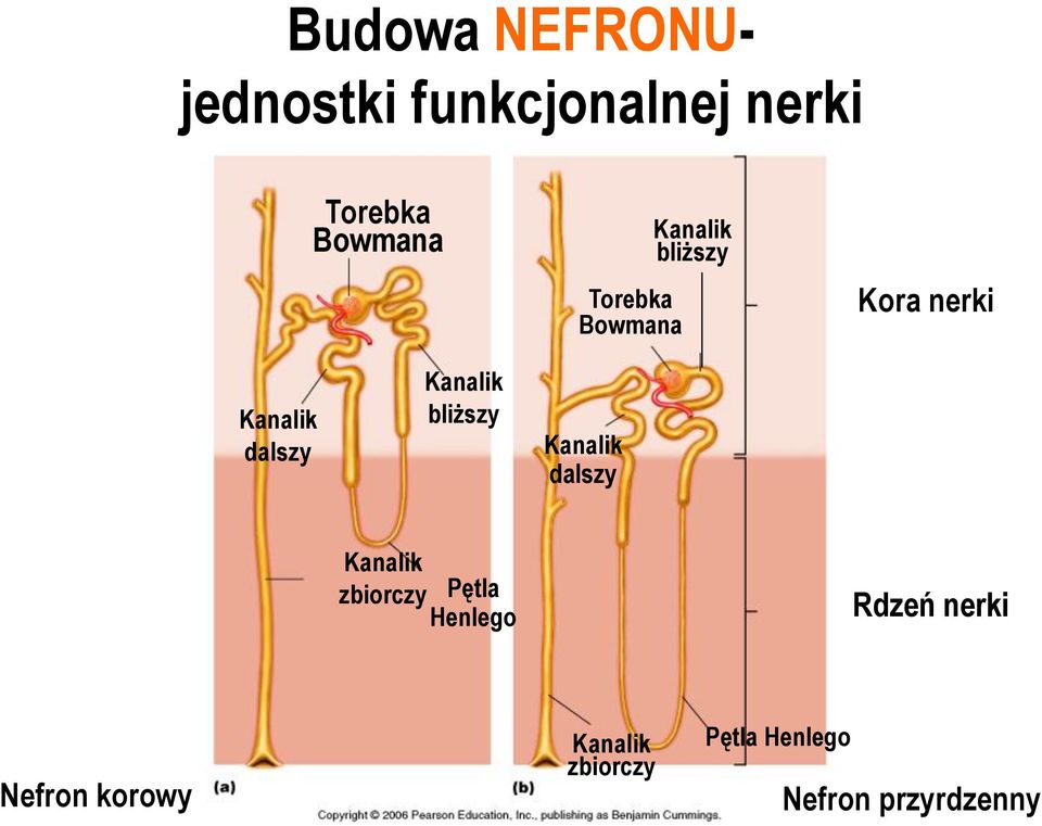 Kanalik bliższy Kanalik dalszy Kanalik zbiorczy Pętla Henlego