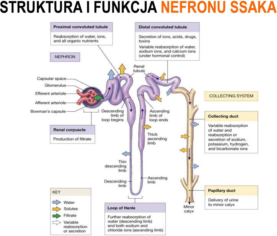 NEFRONU