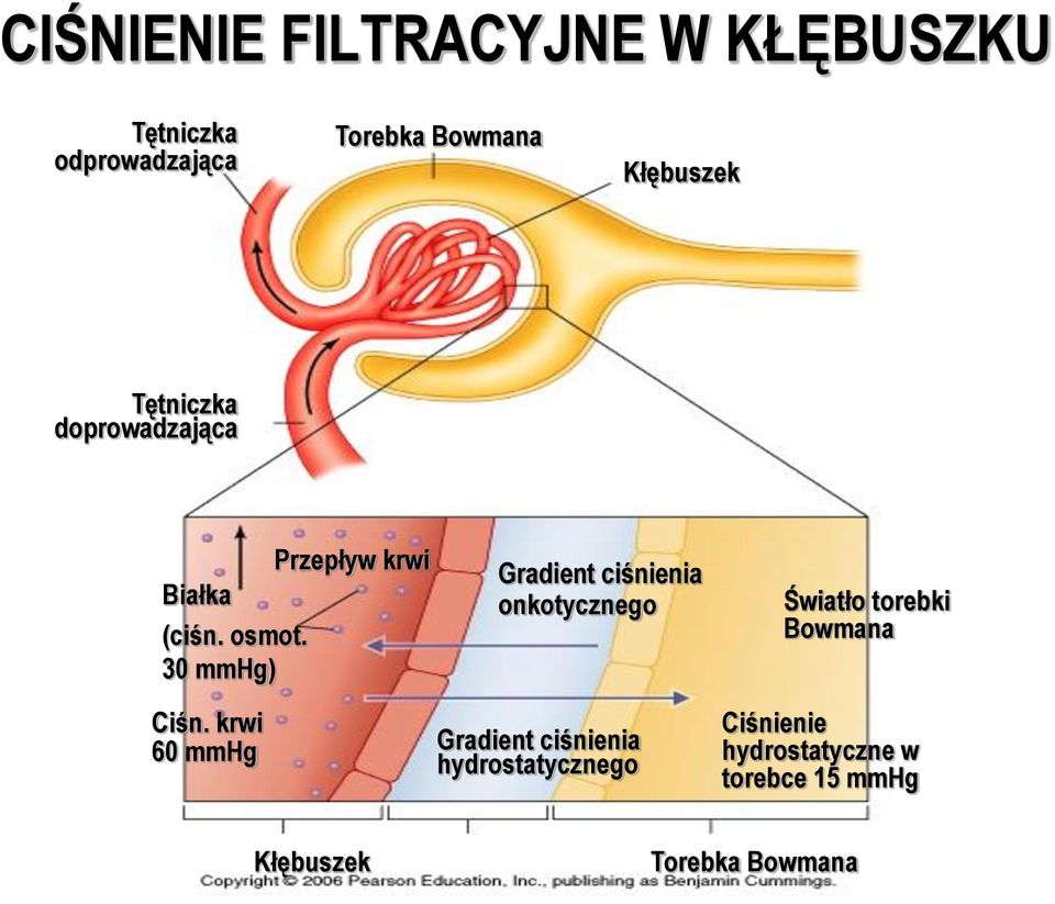 krwi 60 mmhg Gradient ciśnienia onkotycznego Gradient ciśnienia hydrostatycznego