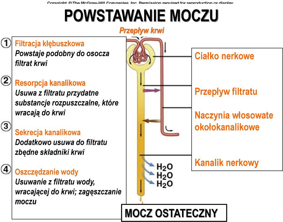 Dodatkowo usuwa do filtratu zbędne składniki krwi Oszczędzanie wody Usuwanie z filtratu wody, wracającej do