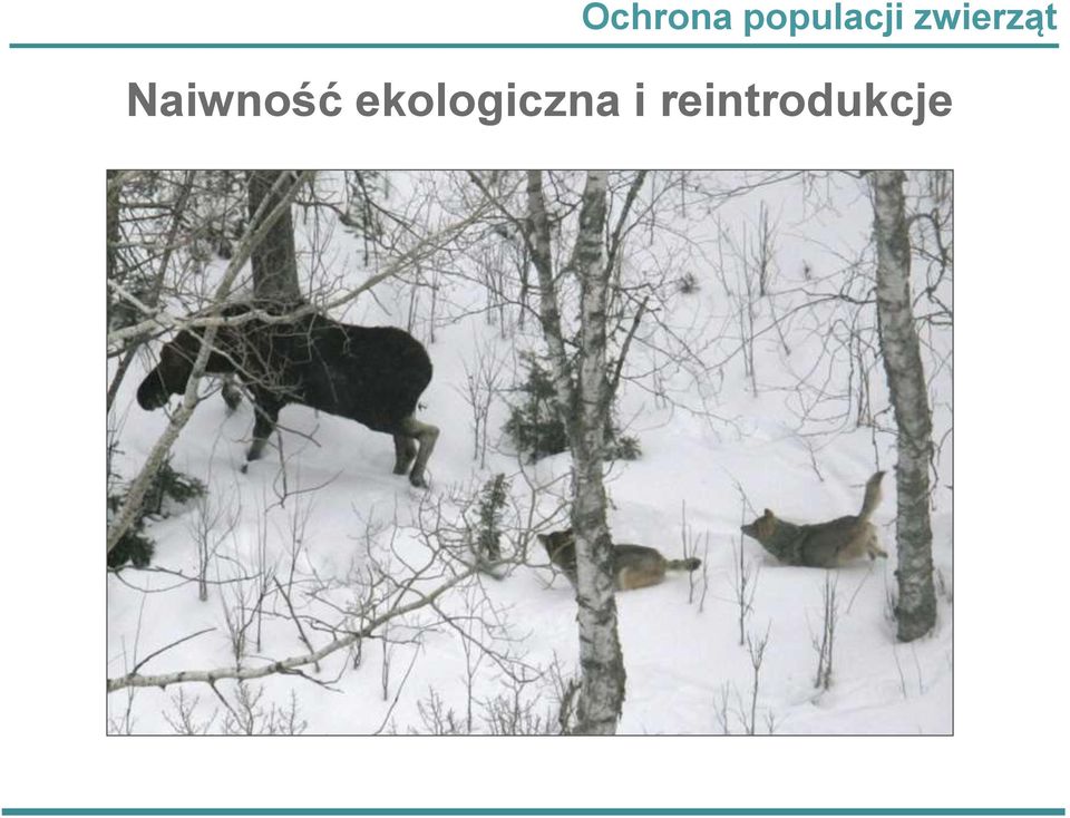 zwierząt