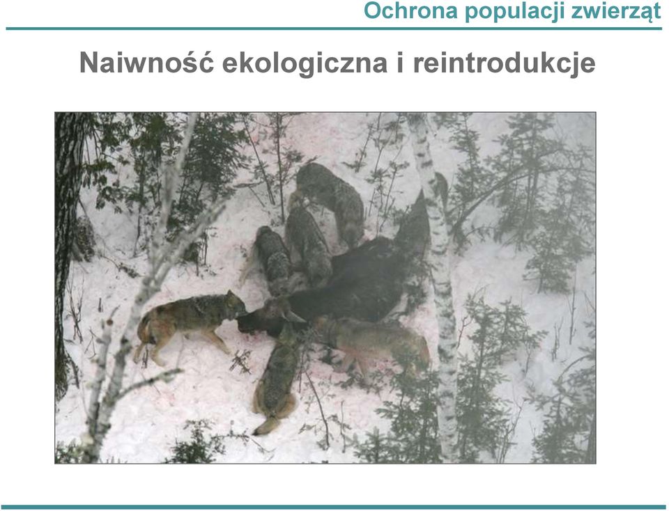 zwierząt