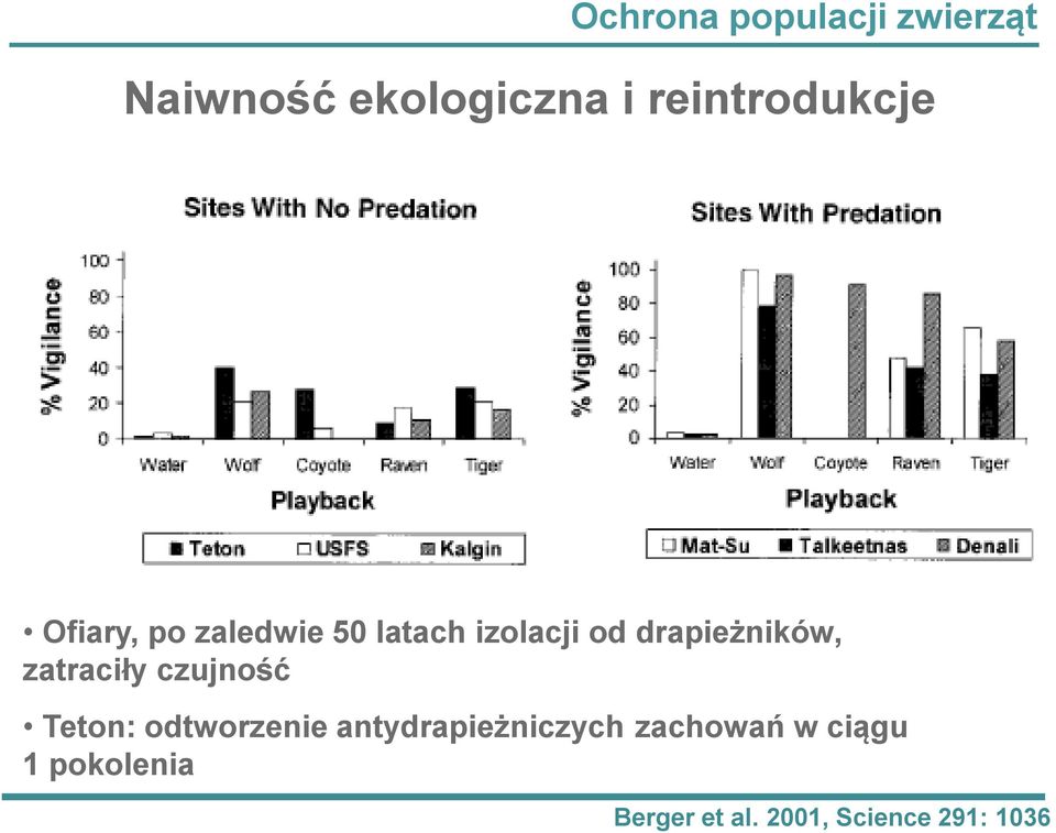 drapieżników, zatraciły czujność Teton: odtworzenie