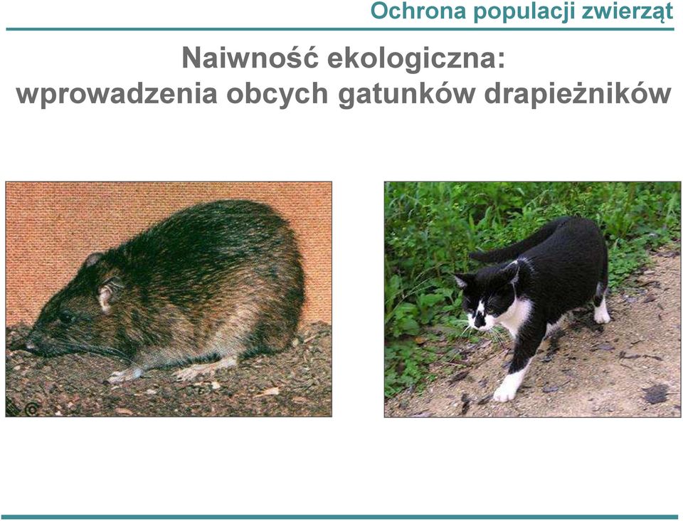 ekologiczna:
