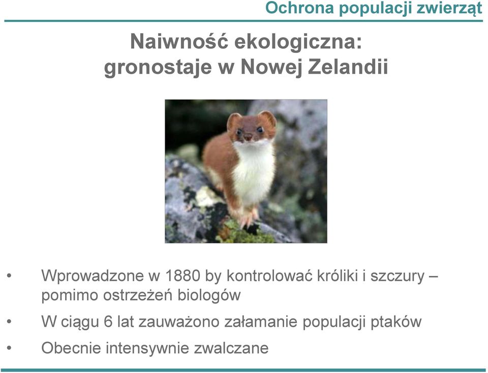 kontrolować króliki i szczury pomimo ostrzeżeń biologów W