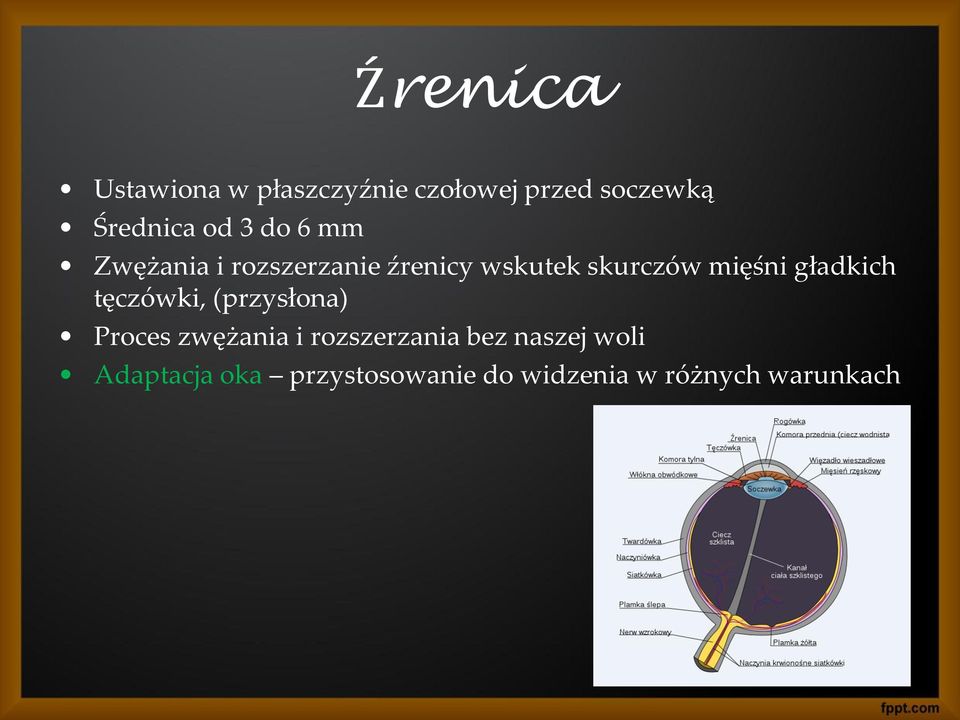 gładkich tęczówki, (przysłona) Proces zwężania i rozszerzania bez