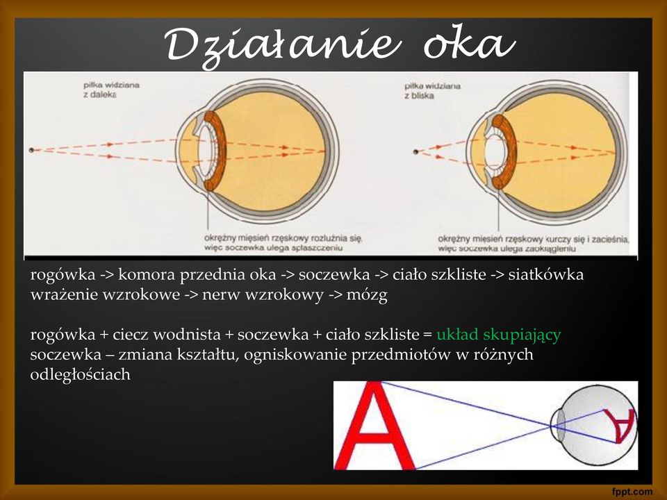 rogówka + ciecz wodnista + soczewka + ciało szkliste = układ