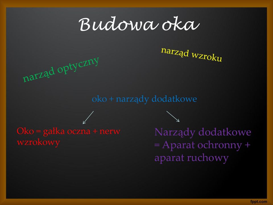 nerw wzrokowy Narządy