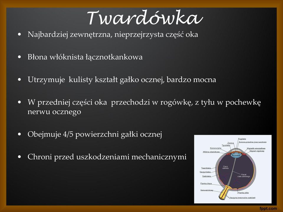 przedniej części oka przechodzi w rogówkę, z tyłu w pochewkę nerwu ocznego