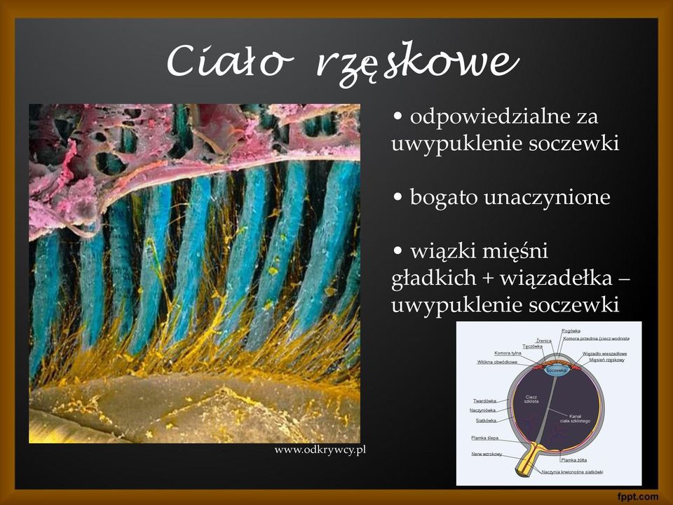 unaczynione wiązki mięśni gładkich +