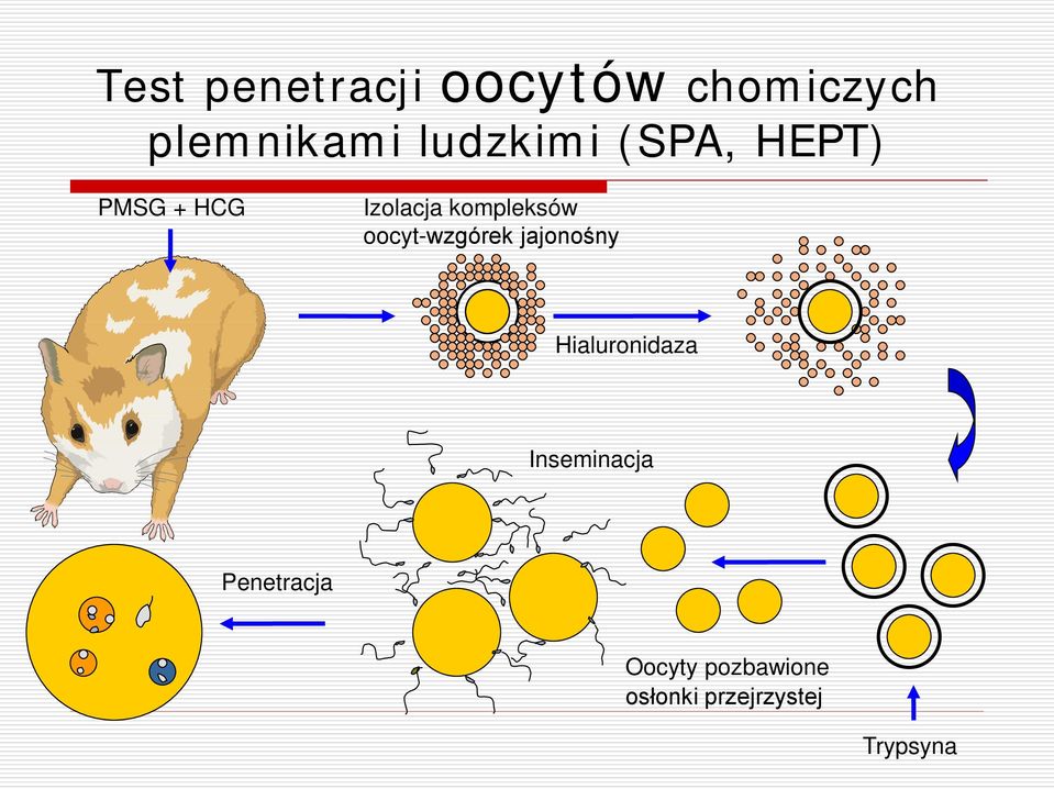 oocyt-wzgórek jajonośny Hialuronidaza Inseminacja