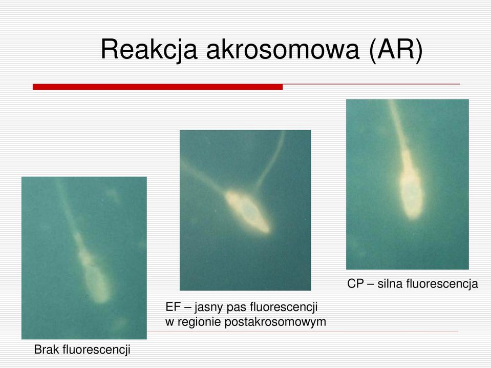fluorescencji w regionie