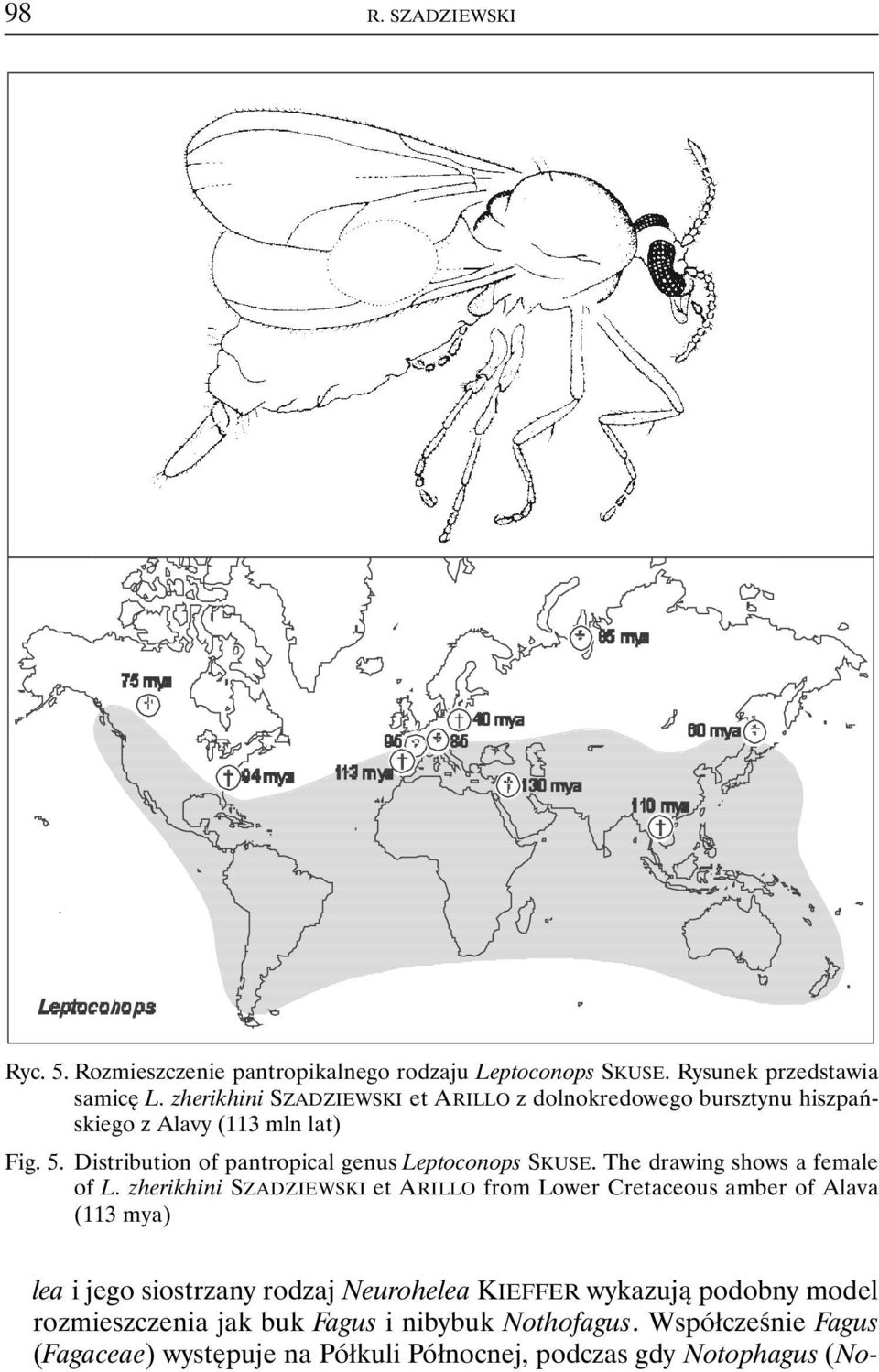 Distribution of pantropical genus Leptoconops SKUSE. The drawing shows a female of L.