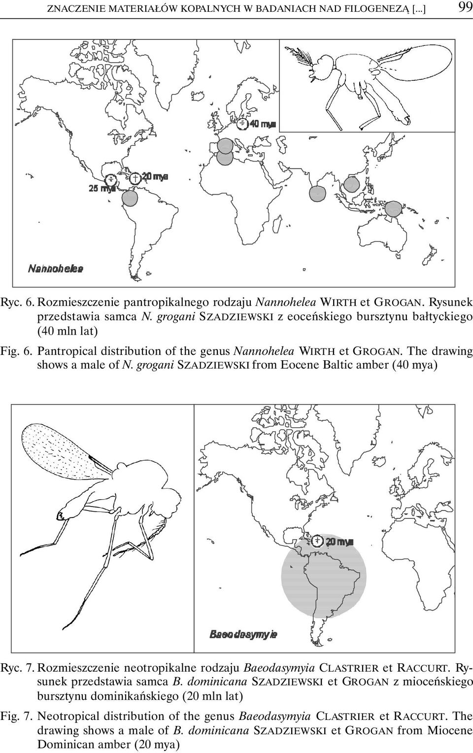 grogani SZADZIEWSKI from Eocene Baltic amber (40 mya) Ryc. 7. Rozmieszczenie neotropikalne rodzaju Baeodasymyia CLASTRIER et RACCURT. Rysunek przedstawia samca B.