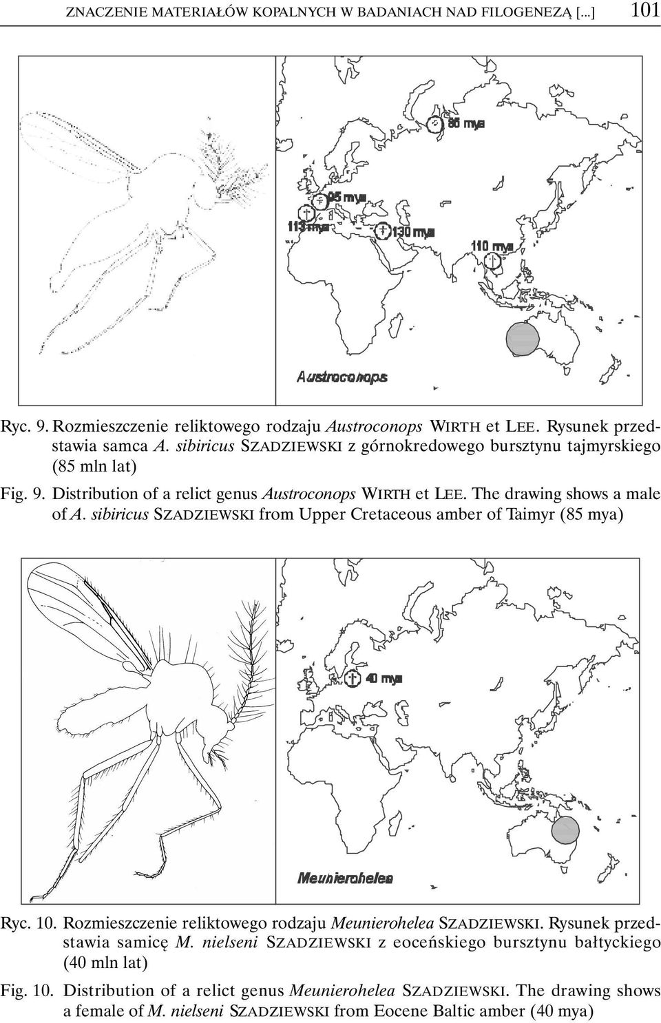 sibiricus SZADZIEWSKI from Upper Cretaceous amber of Taimyr (85 mya) Ryc. 10. Rozmieszczenie reliktowego rodzaju Meunierohelea SZADZIEWSKI. Rysunek przedstawia samicę M.