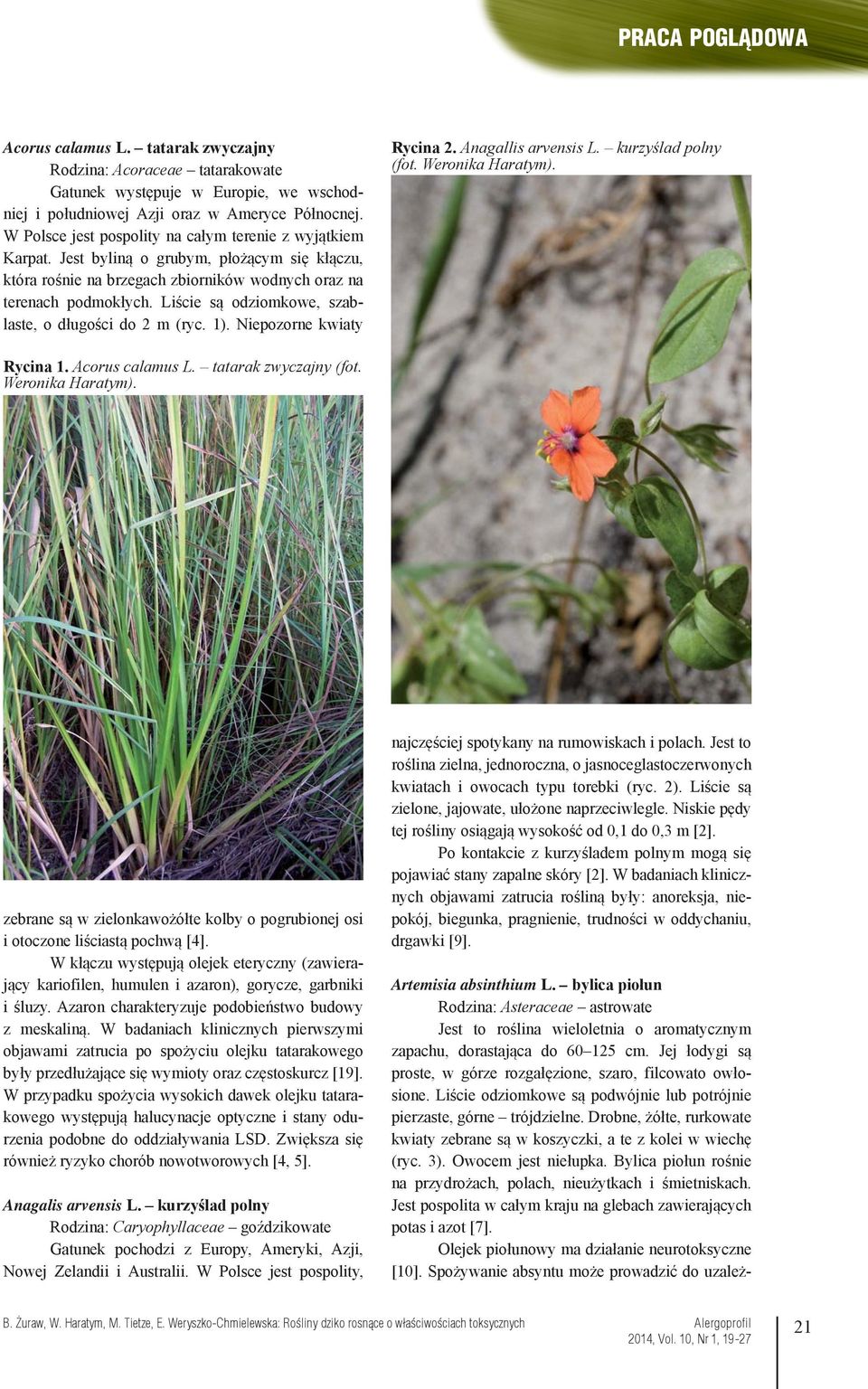 Liście są odziomkowe, szablaste, o długości do 2 m (ryc. ). Niepozorne kwiaty Rycina 2. Anagallis arvensis L. kurzyślad polny (fot. Weronika Haratym). Rycina. Acorus calamus L. tatarak zwyczajny (fot.